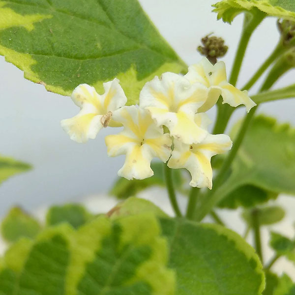 ランタナ:斑入りホワイト3号ポット