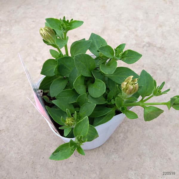 ペチュニア：ホイップマカロン　メルティーピーチ3～3.5号ポット