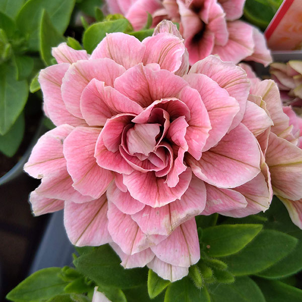 ペチュニア：ホイップマカロン　メルティーピーチ3～3.5号ポット