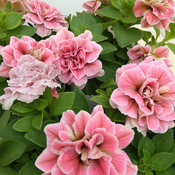 ペチュニア：ホイップマカロン　メルティーピーチ3～3.5号ポット