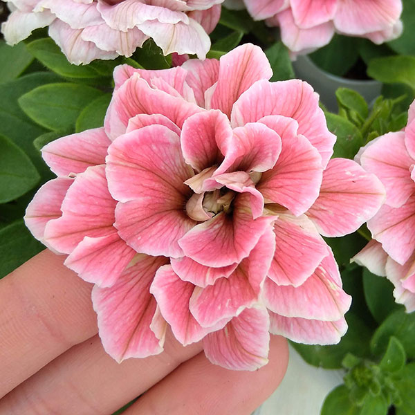 ペチュニア：ホイップマカロン　メルティーピーチ3～3.5号ポット