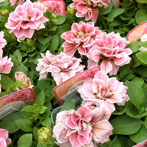 ペチュニア：ホイップマカロン　メルティーピーチ3～3.5号ポット