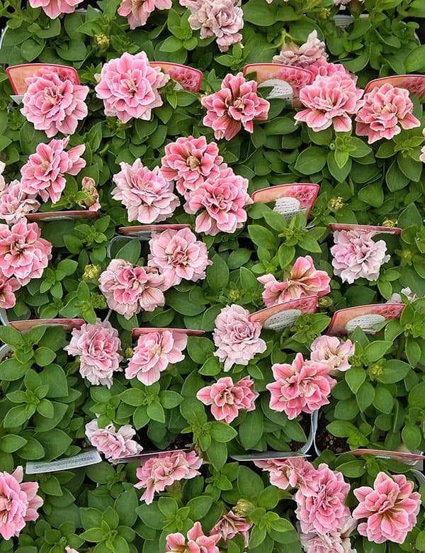 ペチュニア：ホイップマカロン　メルティーピーチ3～3.5号ポット