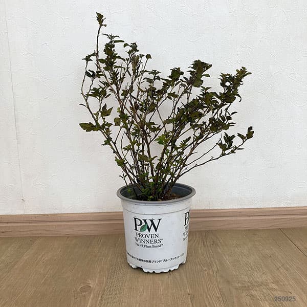 テマリシモツケ：タイニーワイン5号ポット