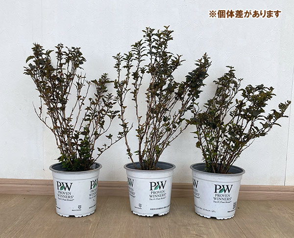 テマリシモツケ：タイニーワイン5号ポット