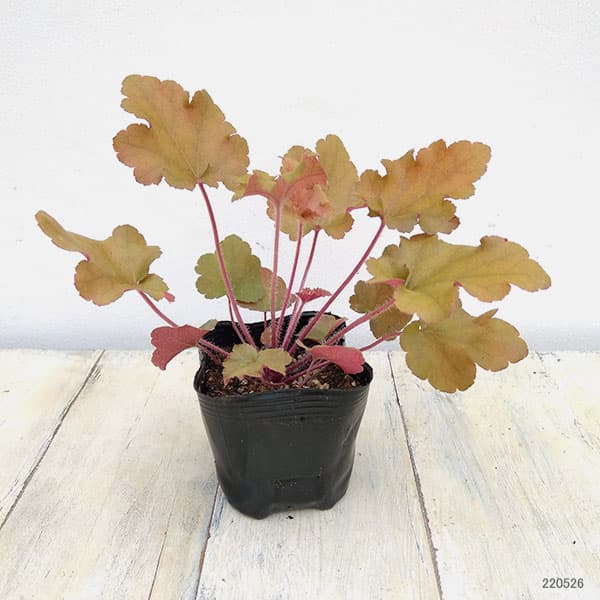 ヒューケラ：マーマレード3号ポット