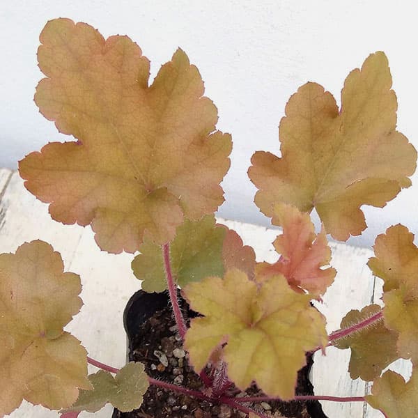 ヒューケラ：マーマレード3号ポット