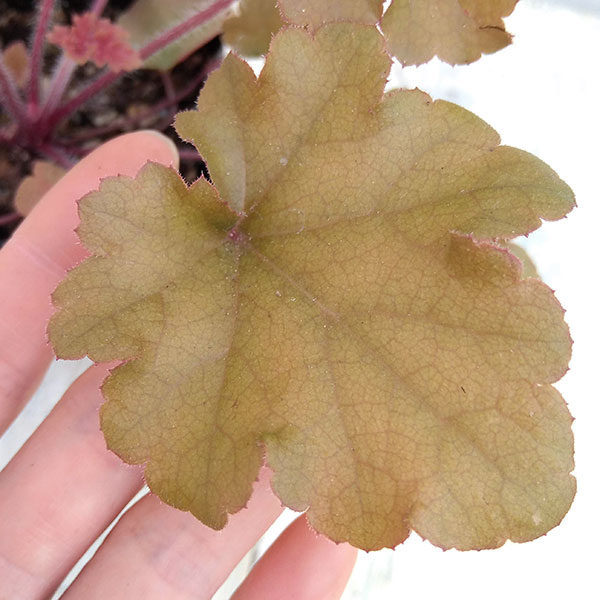 ヒューケラ：マーマレード3号ポット