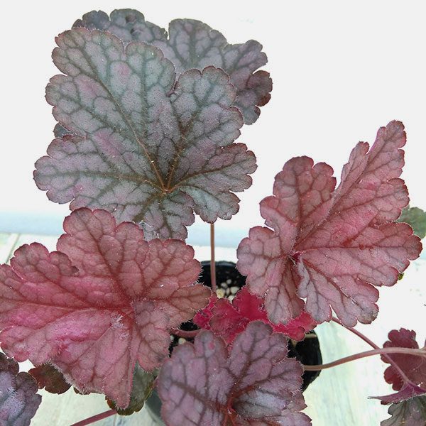 ヒューケレラ:パープルレインフォレスト3号ポット