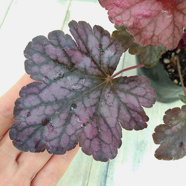 ヒューケレラ:パープルレインフォレスト3号ポット