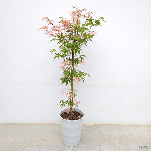 7 山採り　ヒナウチワカエデ 7 山採り ヒナウチワカエデ 山採り ヒナウチワカエデ