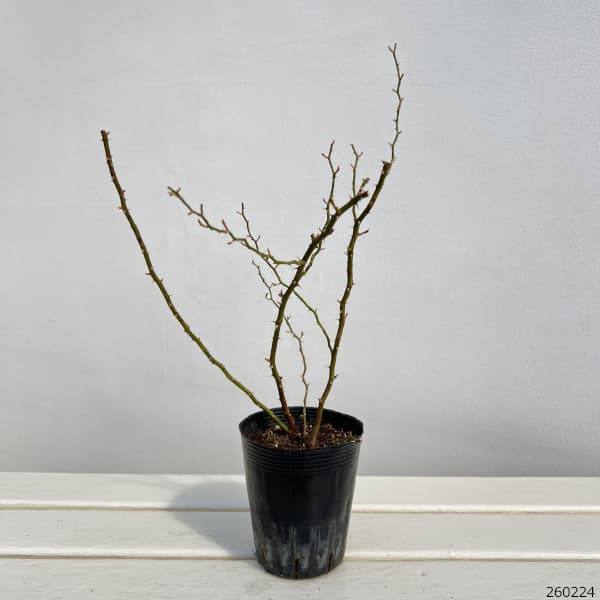 つるバラ・舞姫（まいひめ）3.5号ポット