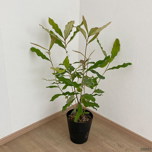 バンクシア:ローバー6号鉢植え