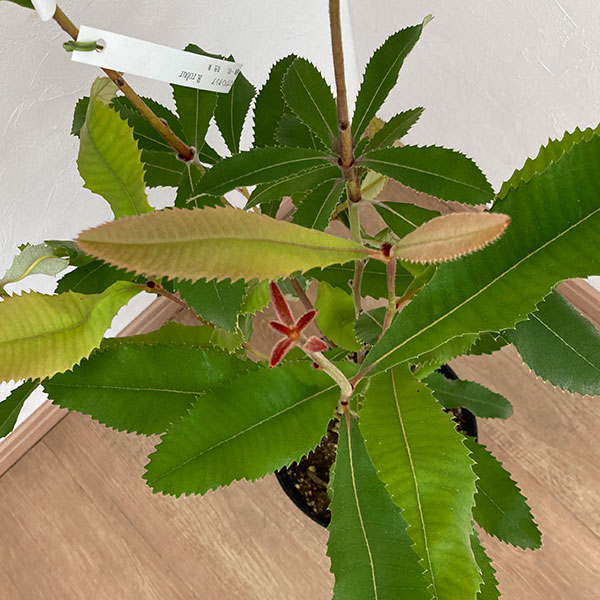 バンクシア:ローバー6号鉢植え