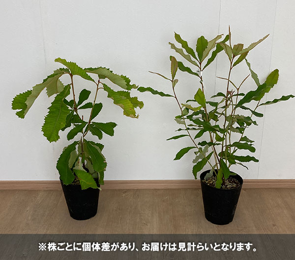 バンクシア:ローバー6号鉢植え