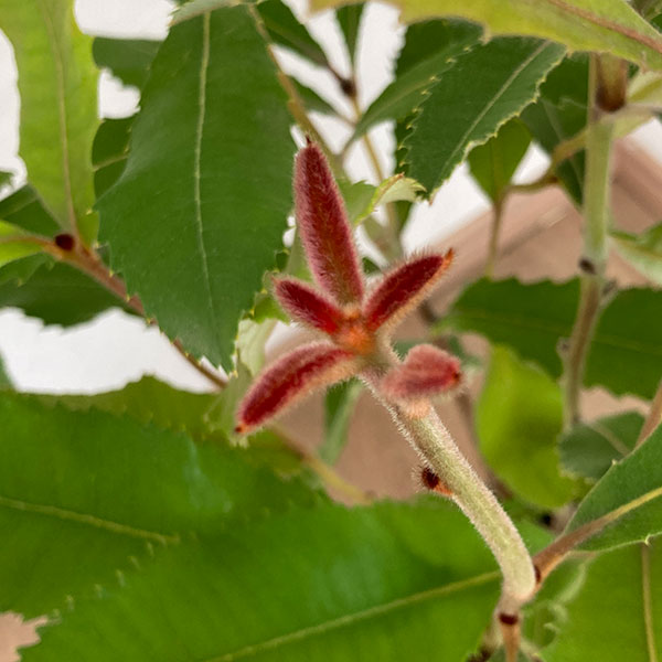 バンクシア:ローバー6号鉢植え