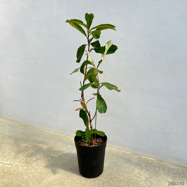 バンクシア：ローバー6号鉢植え