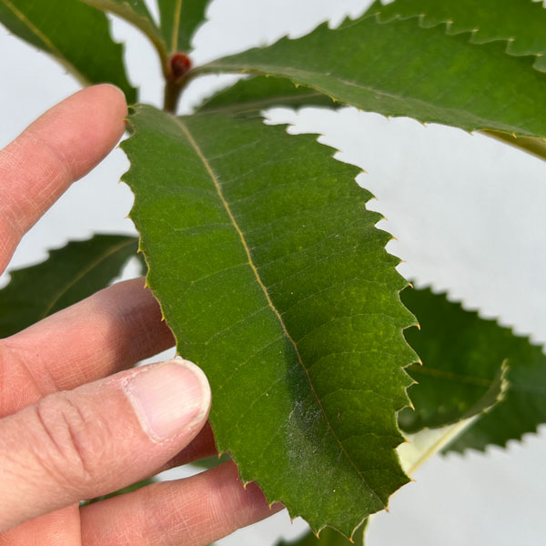 バンクシア：ローバー6号鉢植え