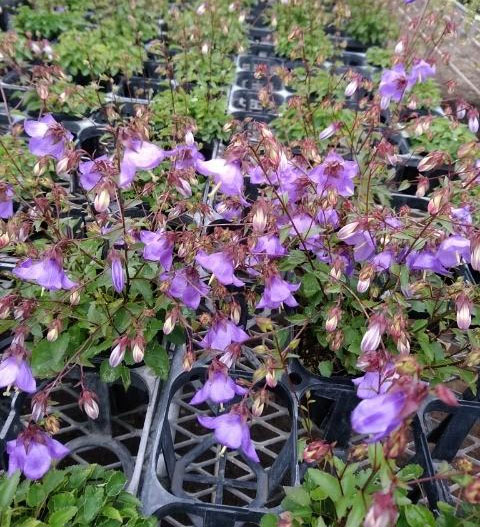 キキョウ：枝咲きキキョウ3.5号ポット