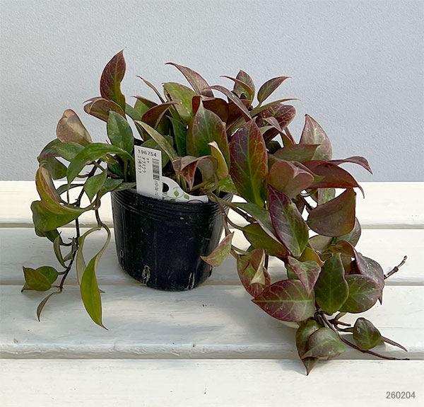 ホヤ：オブスクラ　3.5号ポット