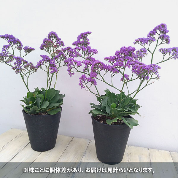 園芸ネット本店｜スターチス：ソルトレイク5号鉢植え の通販【公式】