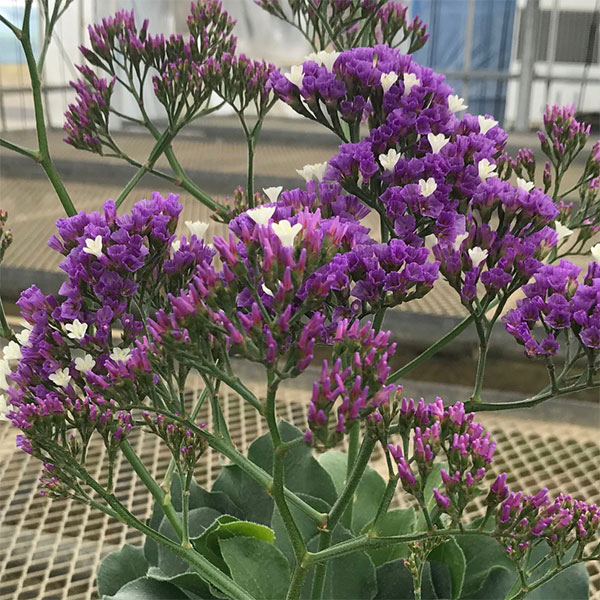 ✨11種MIX【Ａ】ネイティブ　スターチス　グレビリア　スワッグ　生花 ✨11種MIX【A】ネイティブ スターチス グレビリア スワッグ 生花 5月