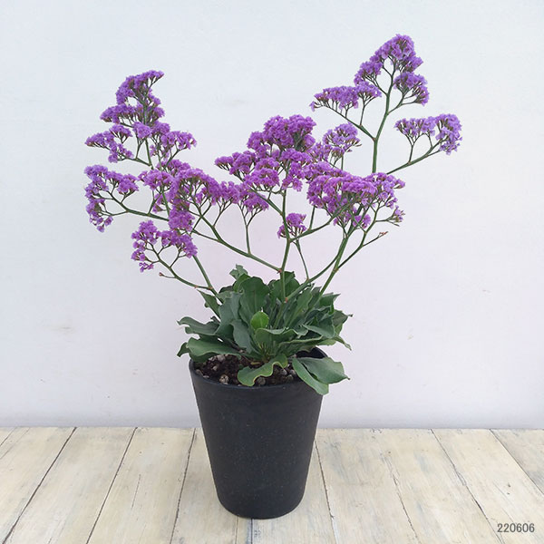 園芸ネット本店｜スターチス：ソルトレイク5号鉢植え の通販【公式】