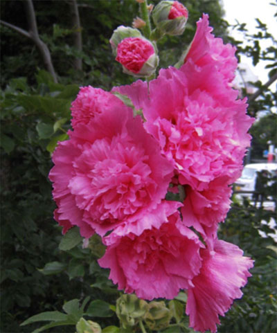 アルセア（タチアオイ）：ロゼア　ダブルローズピンク4号ポット