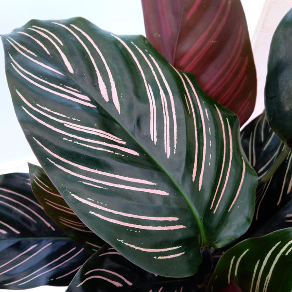 カラテア:サンデリアーナ 5号白プラ鉢