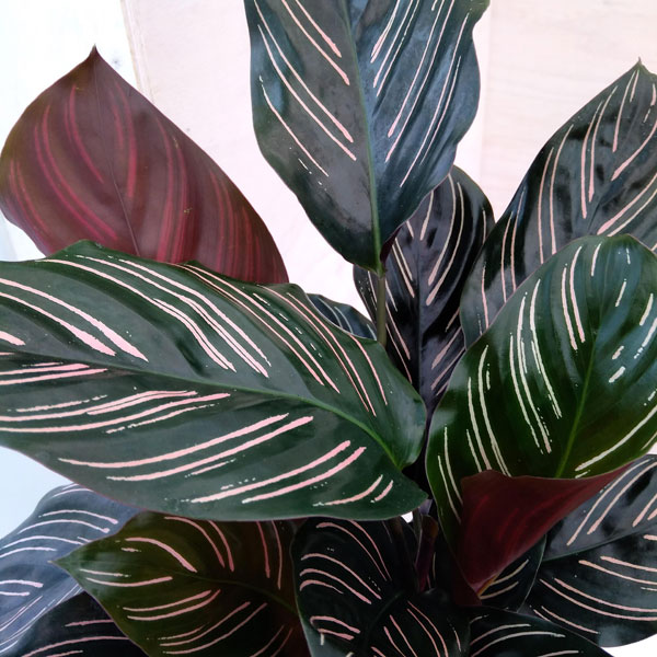 カラテア:サンデリアーナ 5号白プラ鉢