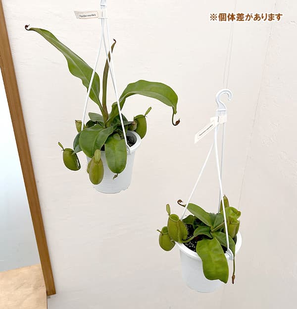 ネペンテス:アンプラリア 4号吊り鉢