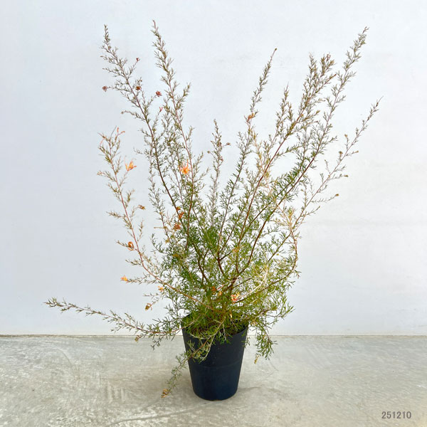 園芸ネット本店｜グレビレア：センパフローレンス6号鉢植え の通販【公式】