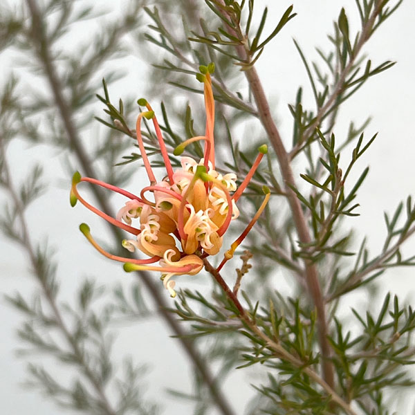 園芸ネット本店｜グレビレア：センパフローレンス6号鉢植え の通販【公式】