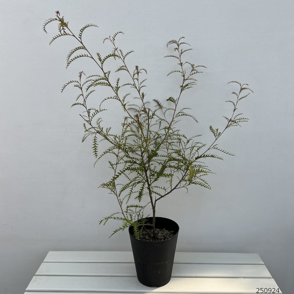 グレビレア：ピーター6号鉢植え