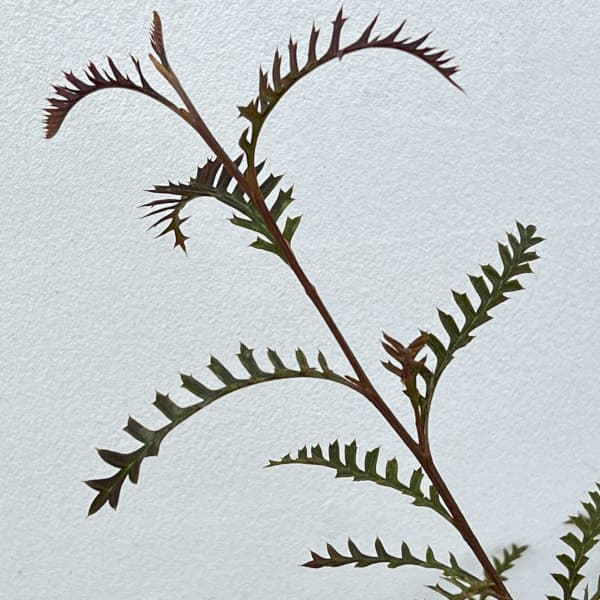 グレビレア：ピーター6号鉢植え