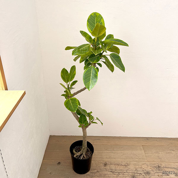 フィカス：アルテシマ 　7号鉢植え***