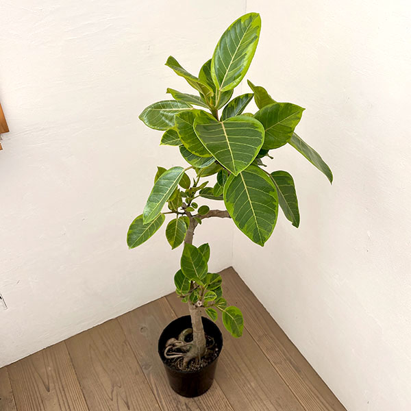 フィカス：アルテシマ 　7号鉢植え***