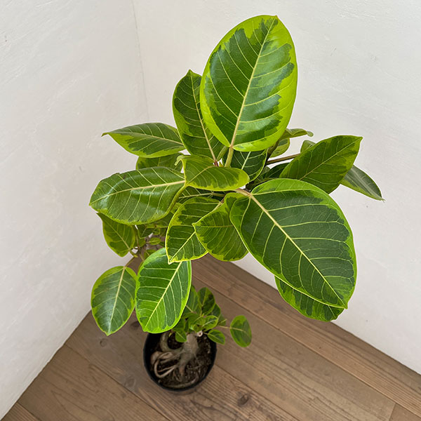 フィカス：アルテシマ 　7号鉢植え***