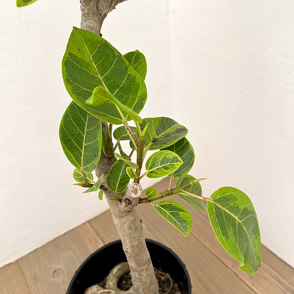 フィカス：アルテシマ 　7号鉢植え***