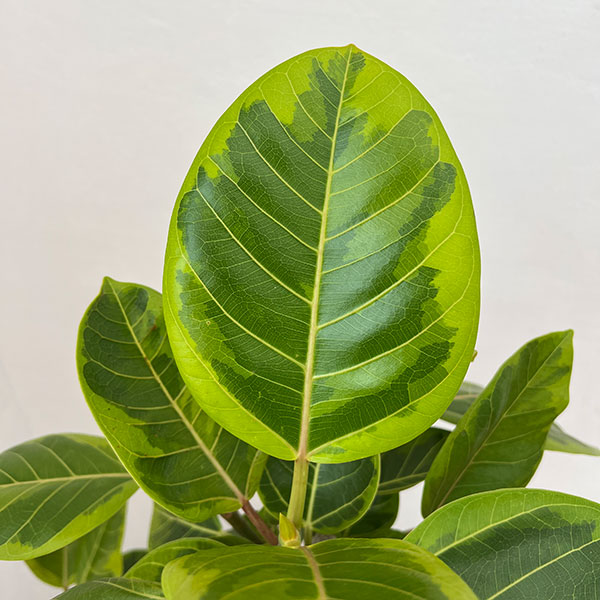 フィカス：アルテシマ 　7号鉢植え***