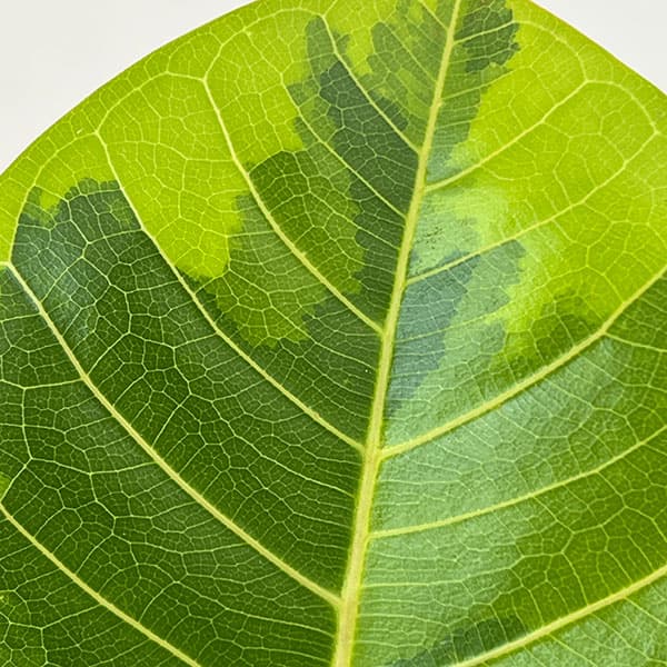 フィカス：アルテシマ 　7号鉢植え***
