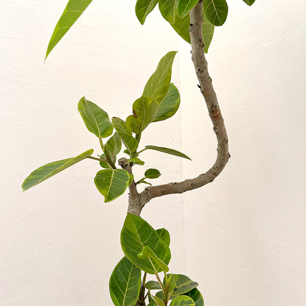 フィカス：アルテシマ 　7号鉢植え***