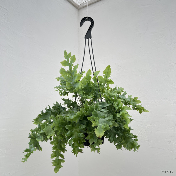 フレポディウム:ダバナ 5号吊り鉢