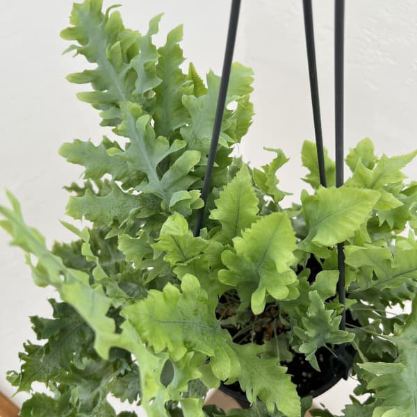 フレポディウム:ダバナ 5号吊り鉢