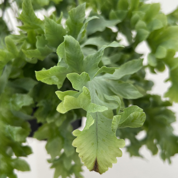 フレポディウム:ダバナ 5号吊り鉢