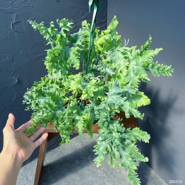 フレポディウム：ダバナ　5号吊り鉢