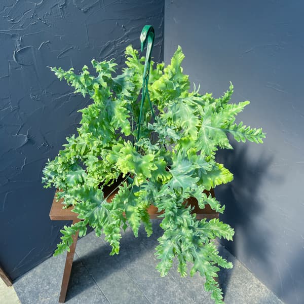 フレポディウム：ダバナ　5号吊り鉢