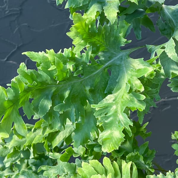 フレポディウム：ダバナ　5号吊り鉢