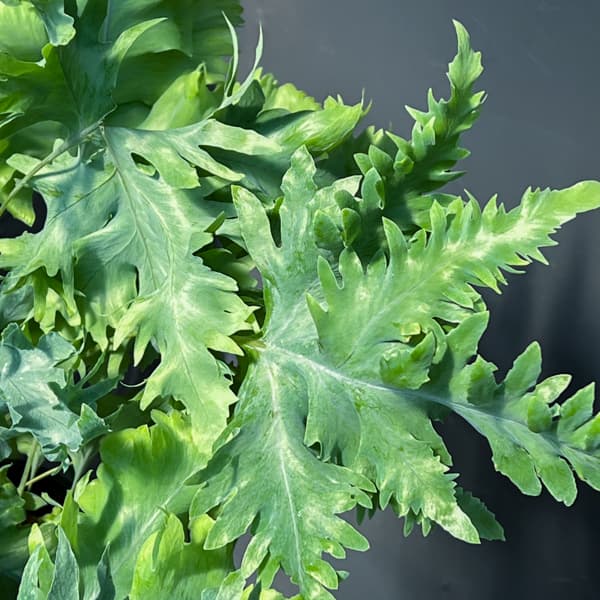 フレポディウム：ダバナ　5号吊り鉢