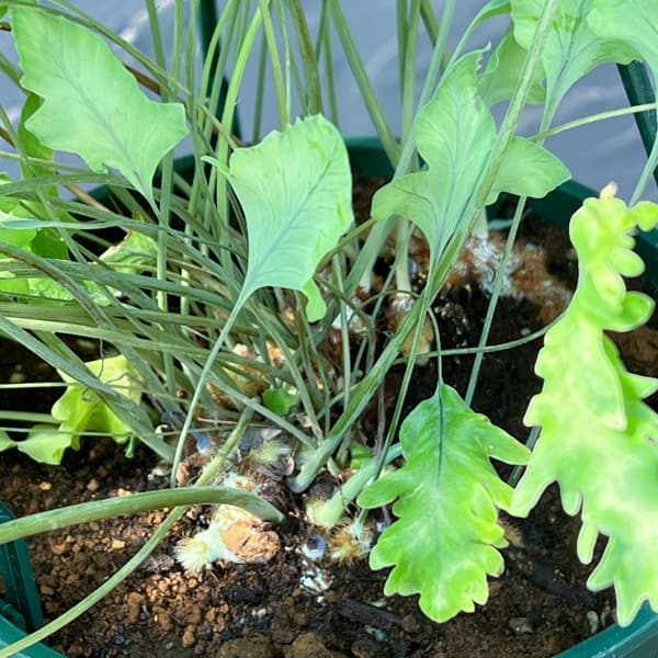 フレポディウム：ダバナ　5号吊り鉢